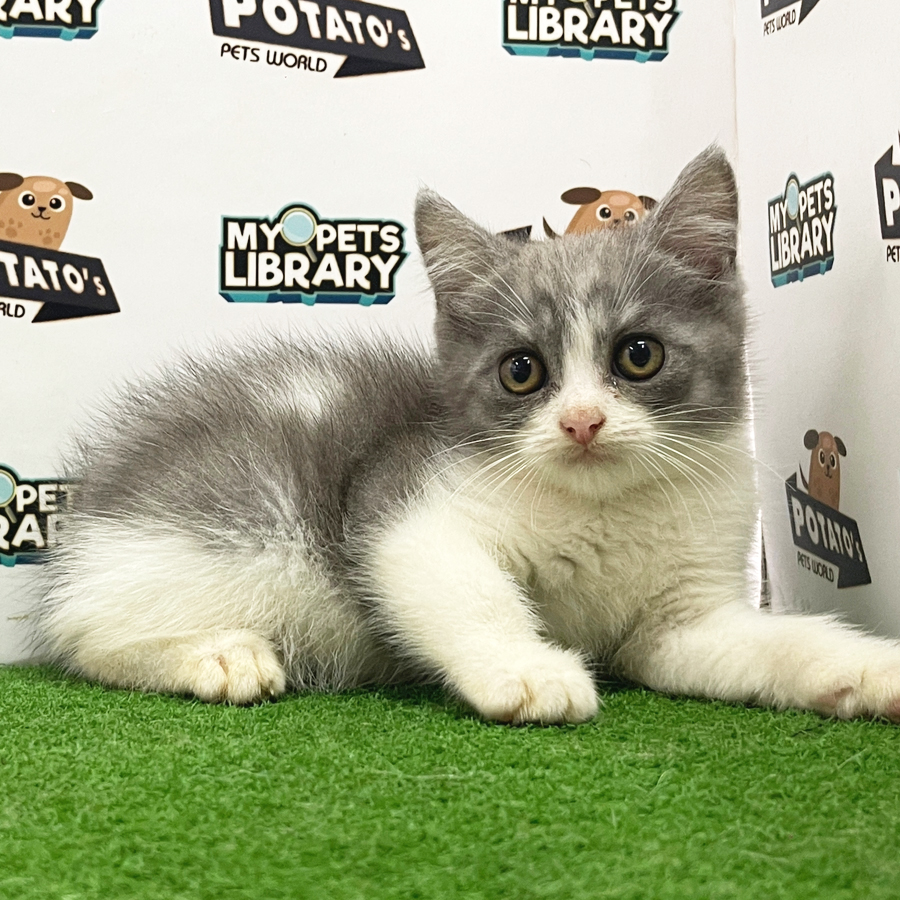 British Shorthair Kitten (Female) For Sale