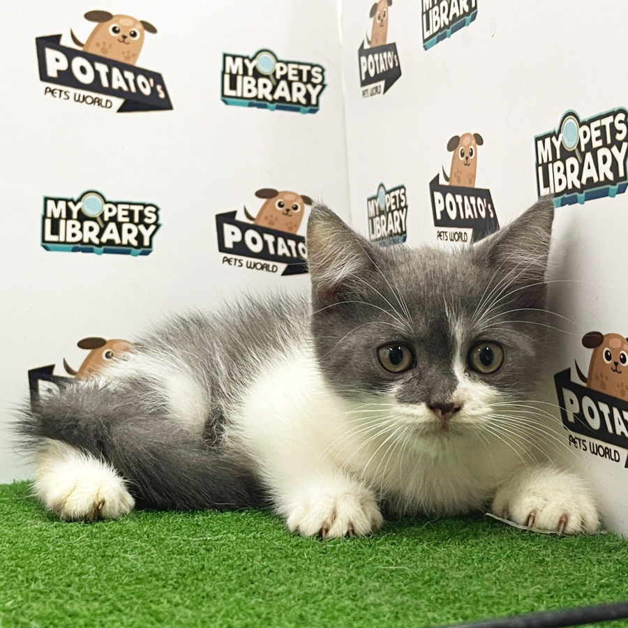 British Shorthair Kitten (Female) For Sale