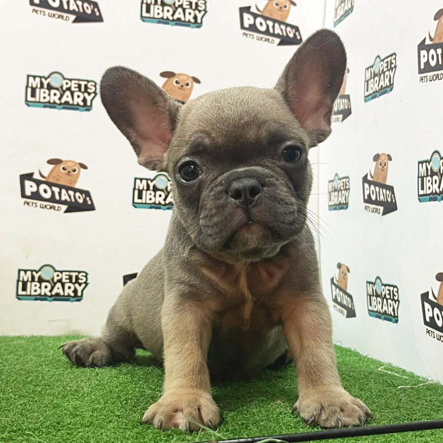 French Bulldog Puppy (Female) For Sale
