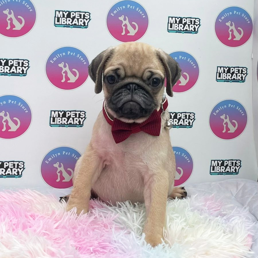 Pug Puppy (Male) For Sale