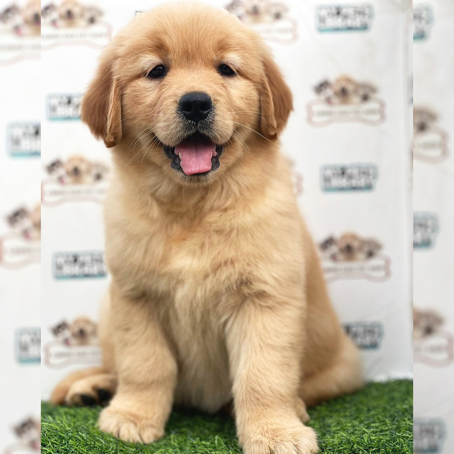 Golden Retriever Puppy (Female) For Sale