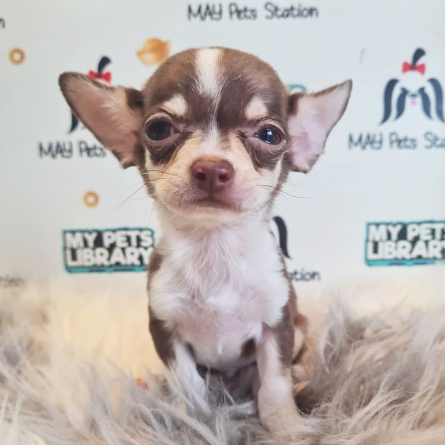 Shortcoat Chihuahua Puppy (Male) For Sale