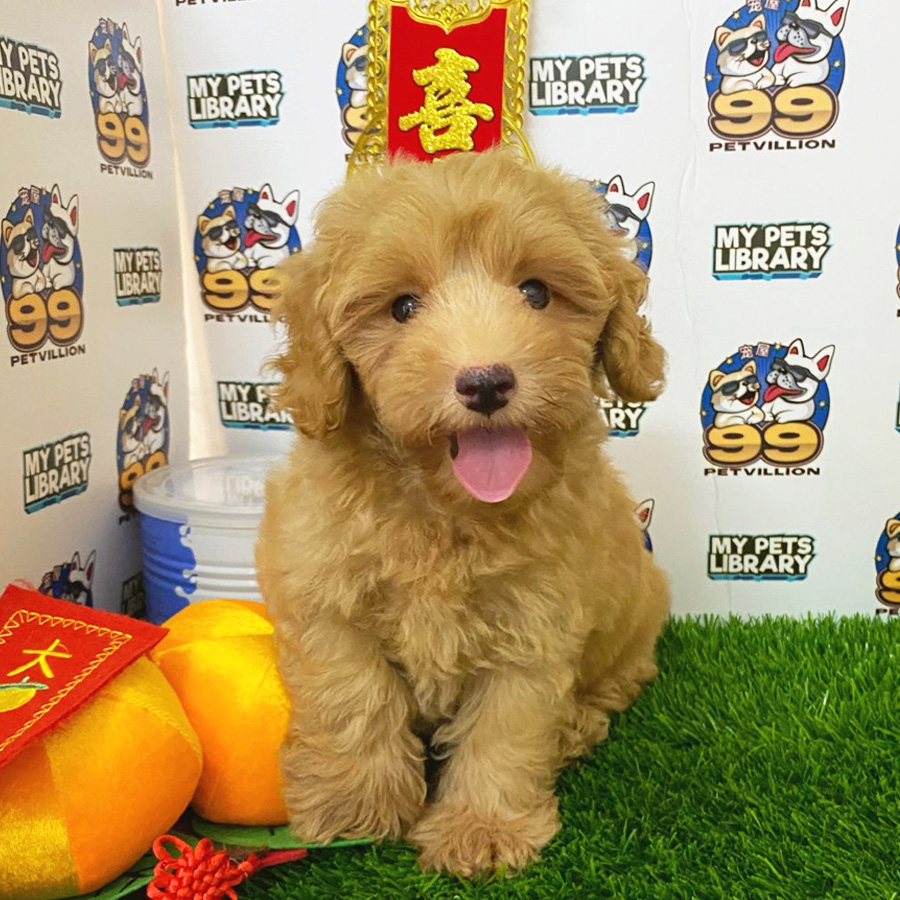 Maltipoo Puppy (Male) For Sale