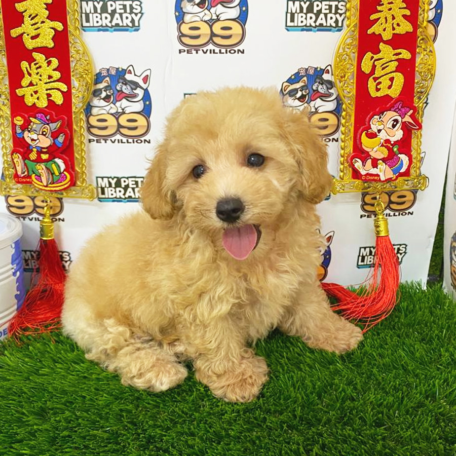Maltipoo Puppy (Male) For Sale