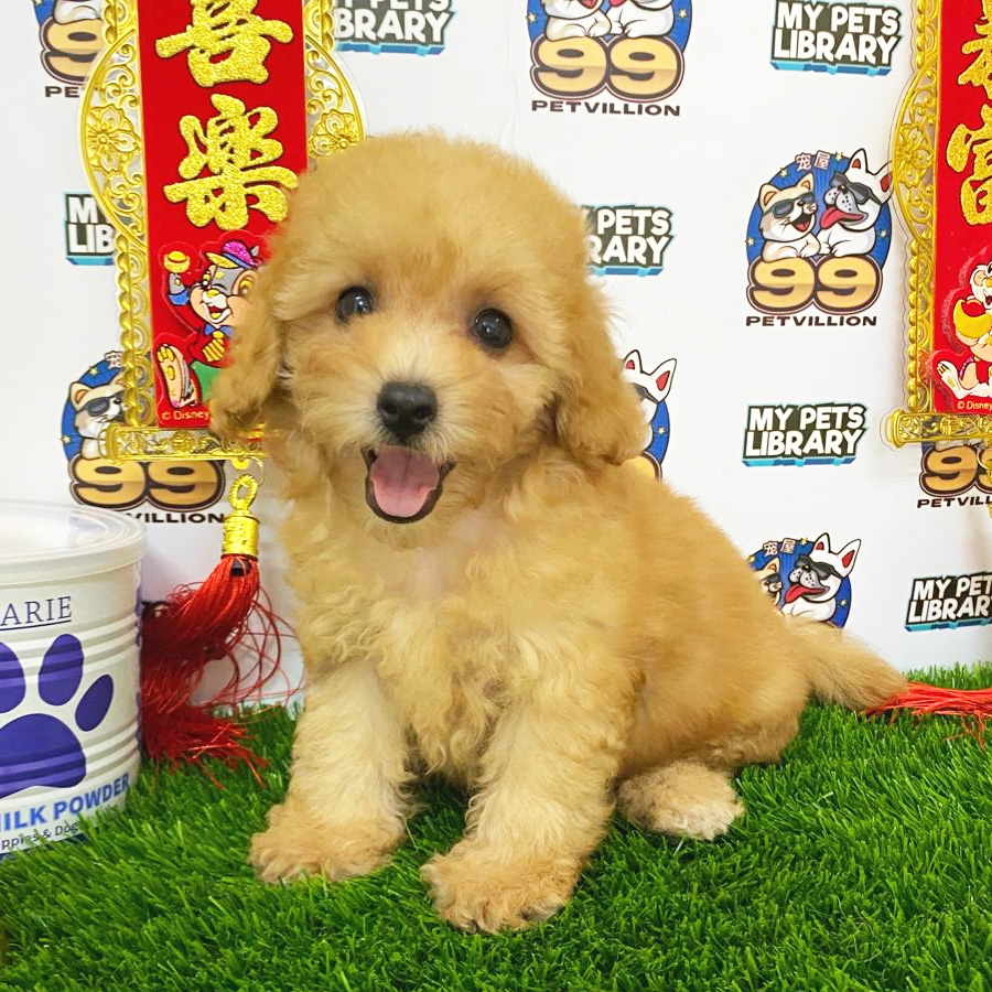 Maltipoo Puppy (Female) For Sale