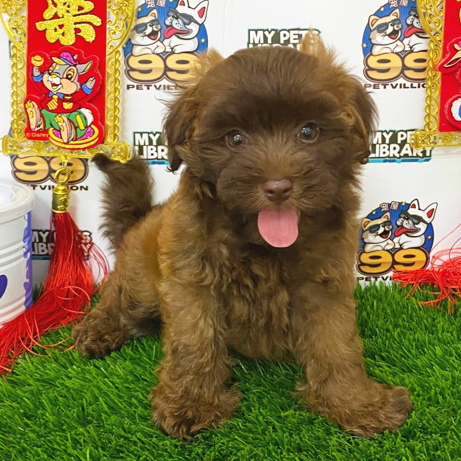 Toy Poodle Puppy (Male) For Sale