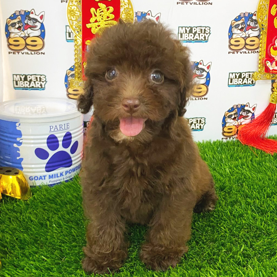 Toy Poodle Puppy (Female) For Sale