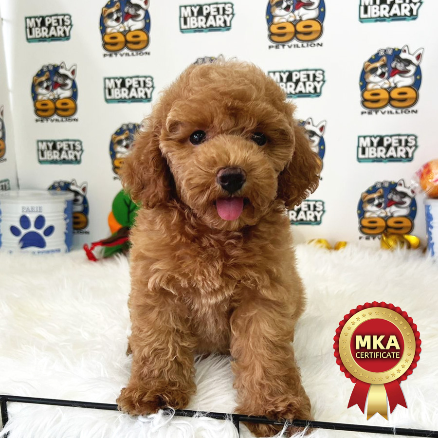 MKA Toy Poodle Puppy (Male) For Sale