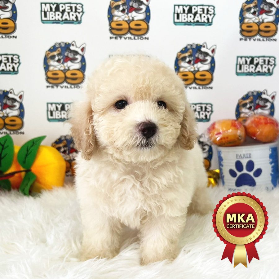 MKA Toy Poodle Puppy (Male) For Sale