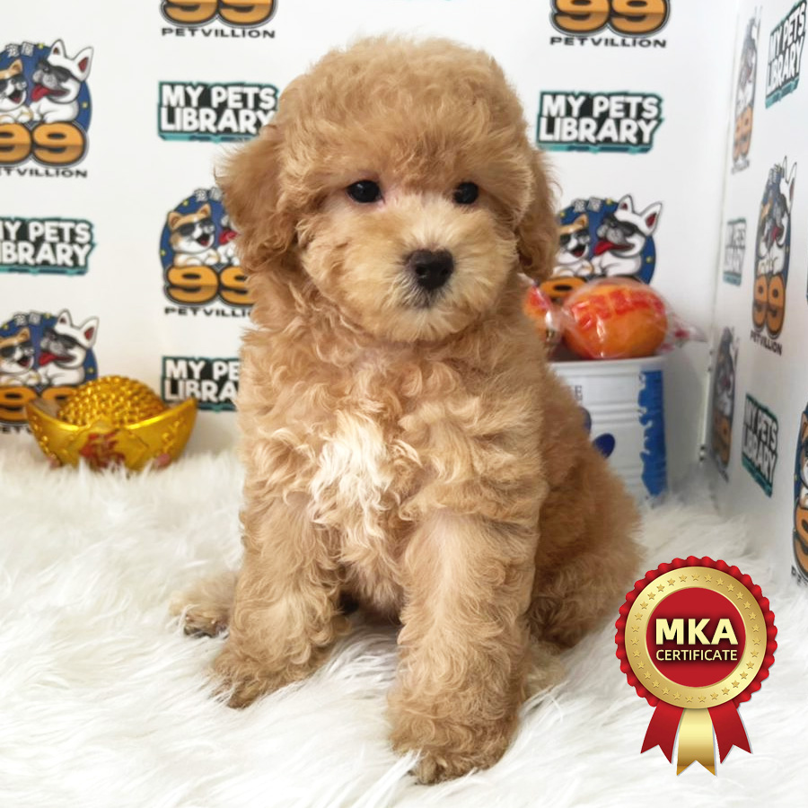 MKA Toy Poodle Puppy (Female) For Sale