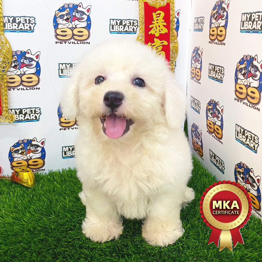 MKA Bichon Frise Puppy (Male) For Sale