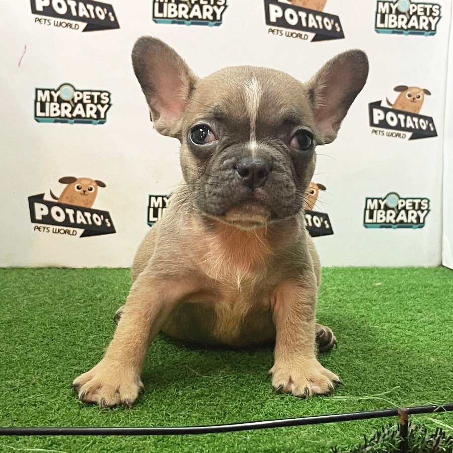 French Bulldog Puppy (Female) For Sale