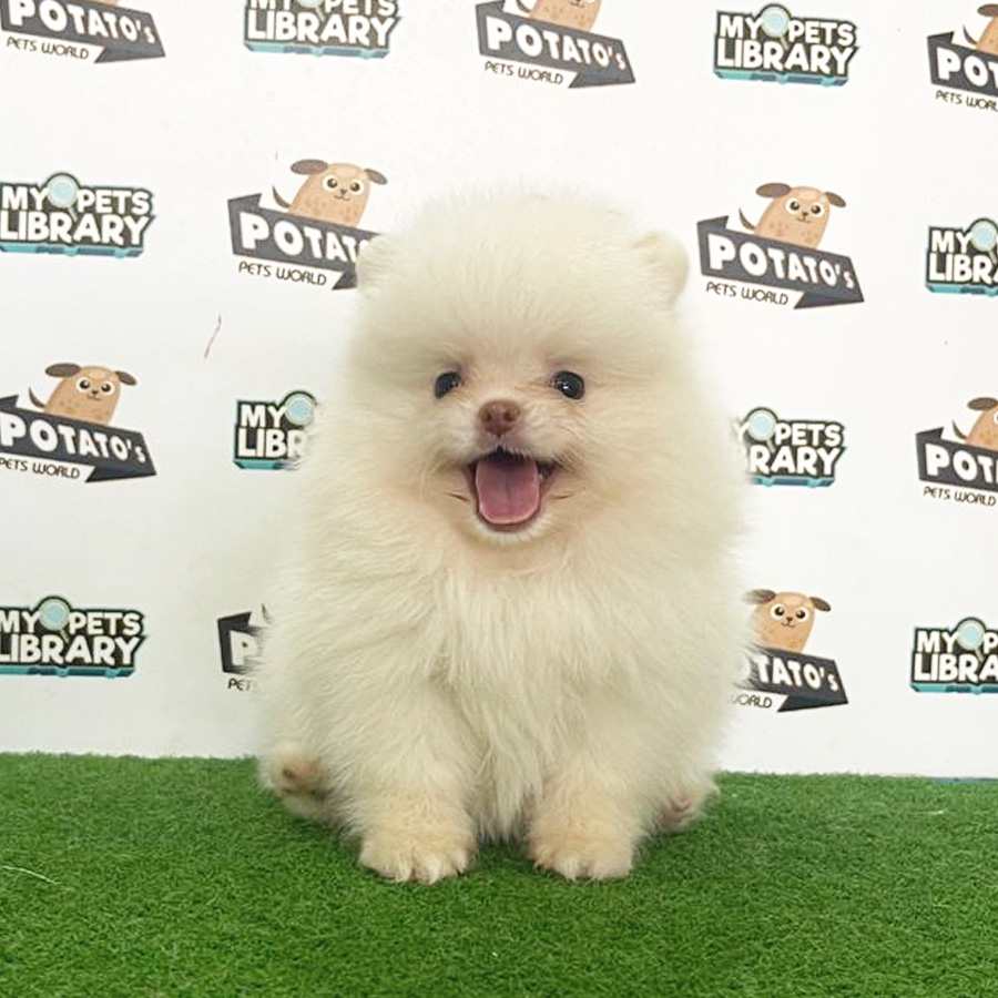 Pomeranian Puppy (Male) For Sale