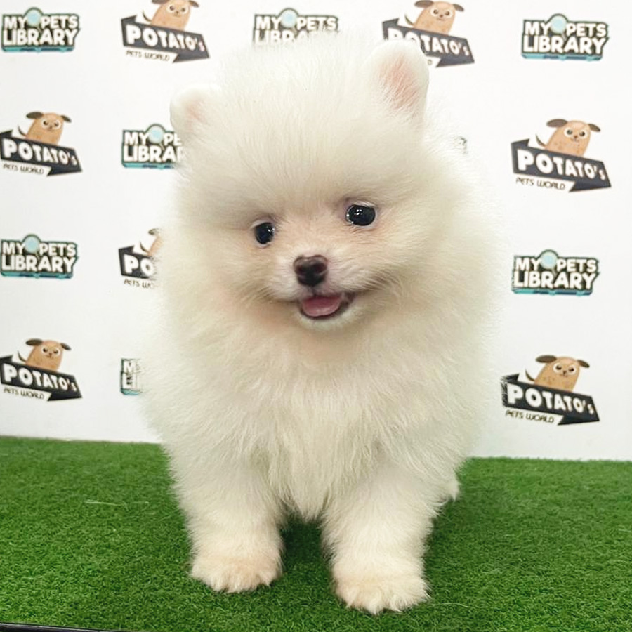 Pomeranian Puppy (Female) For Sale