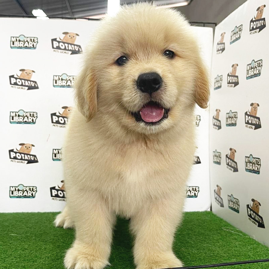 Golden Retriever Puppy (Male) For Sale