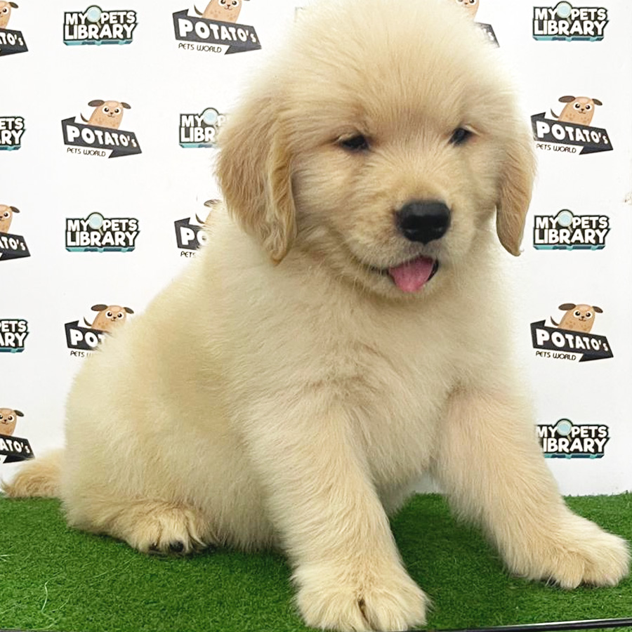 Golden Retriever Puppy (Male) For Sale