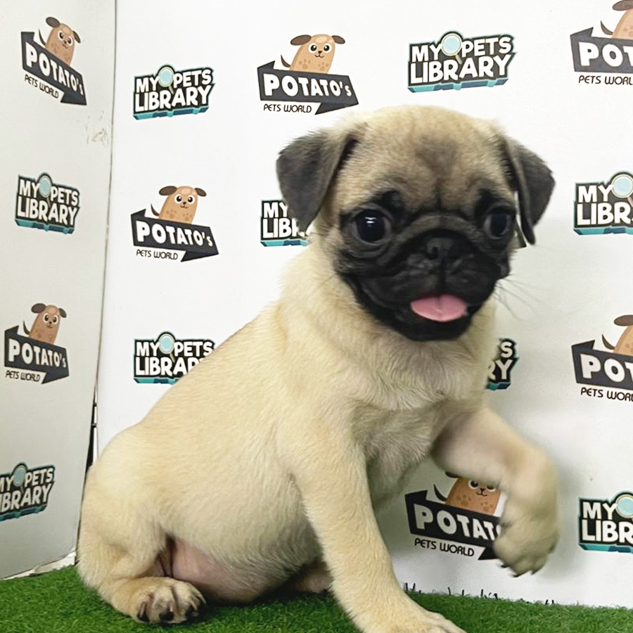 Pug Puppy (Female) For Sale