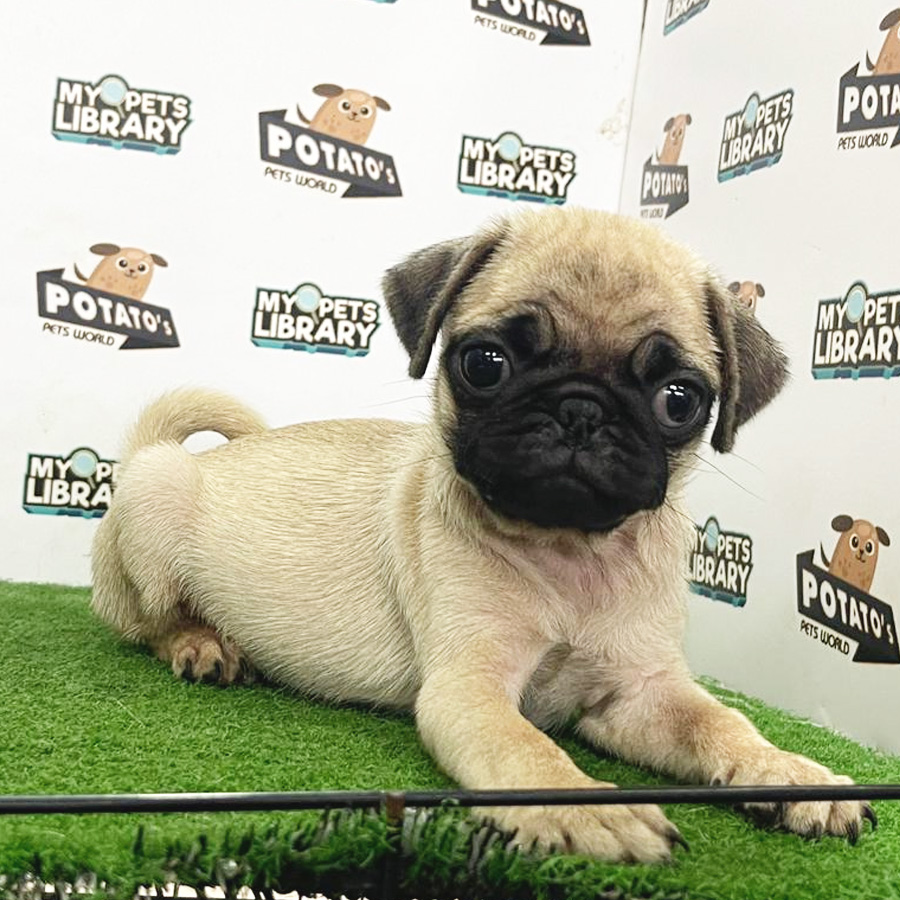 Pug Puppy (Female) For Sale