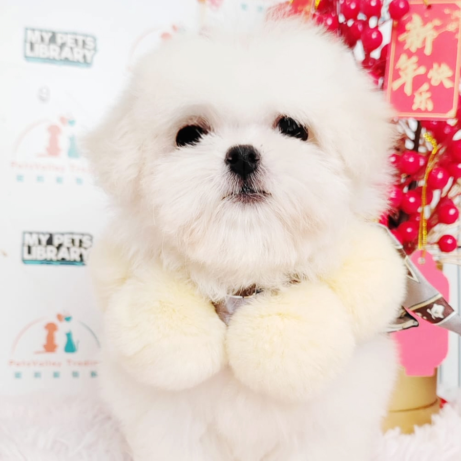 Maltese Puppy (Female) For Sale