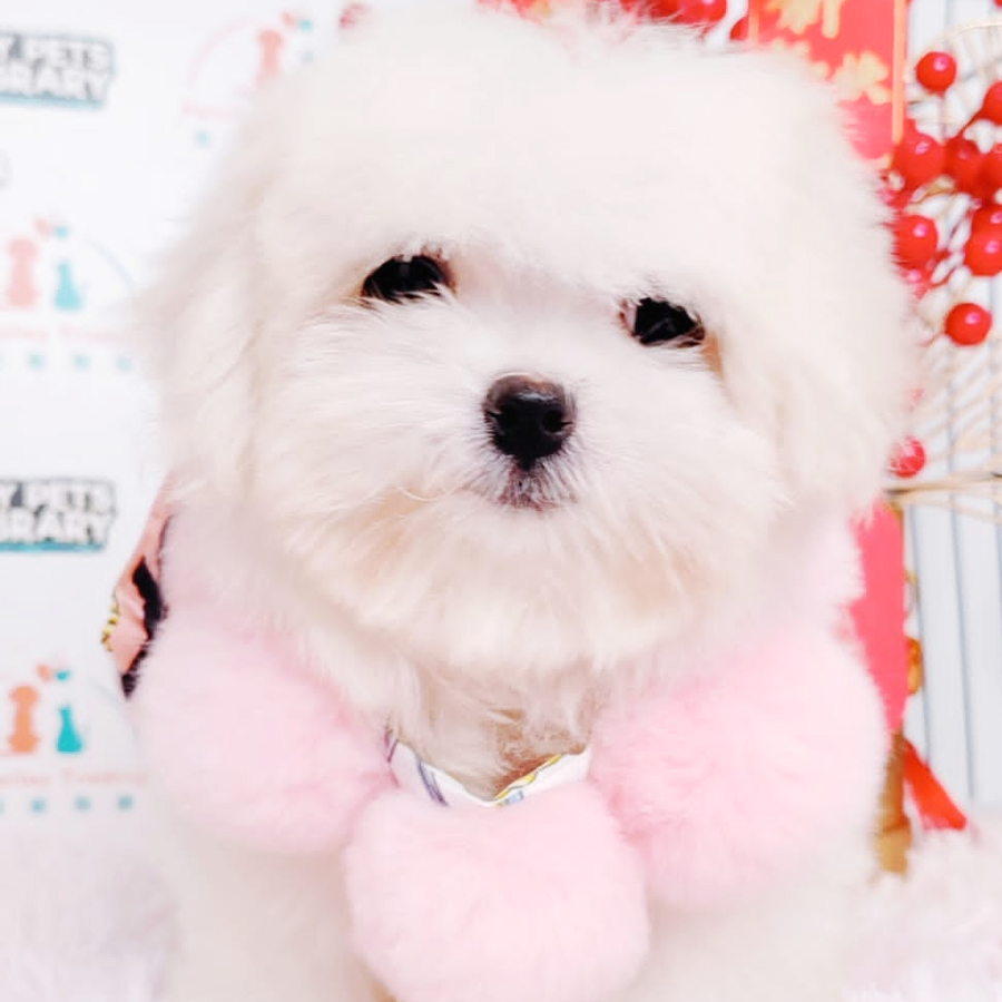 Maltese Puppy (Female) For Sale