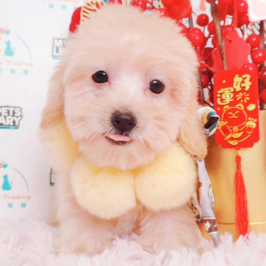 Maltipoo Puppy (Male) For Sale