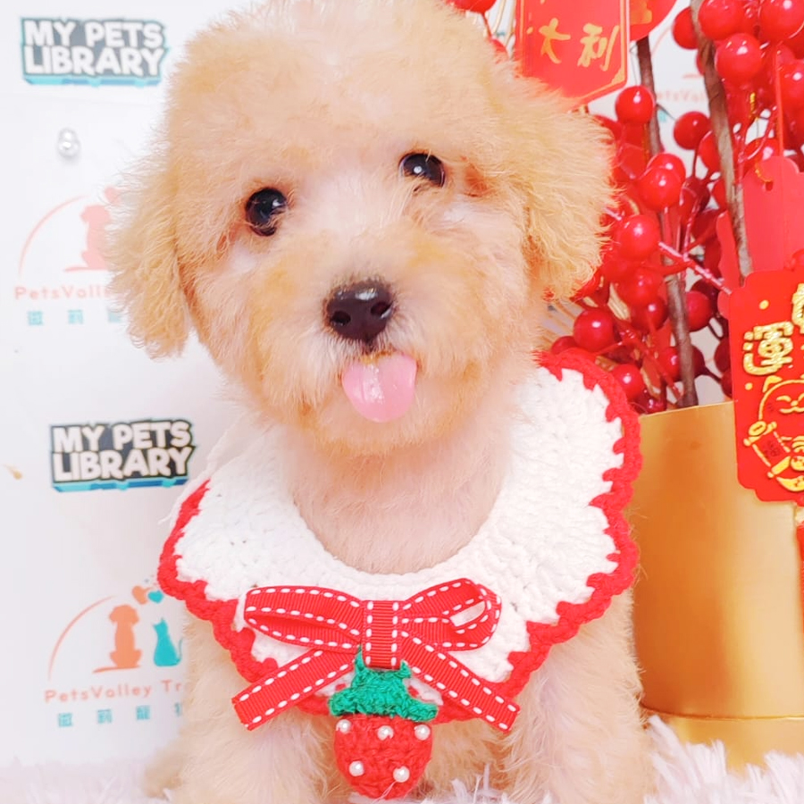 Maltipoo Puppy (Male) For Sale