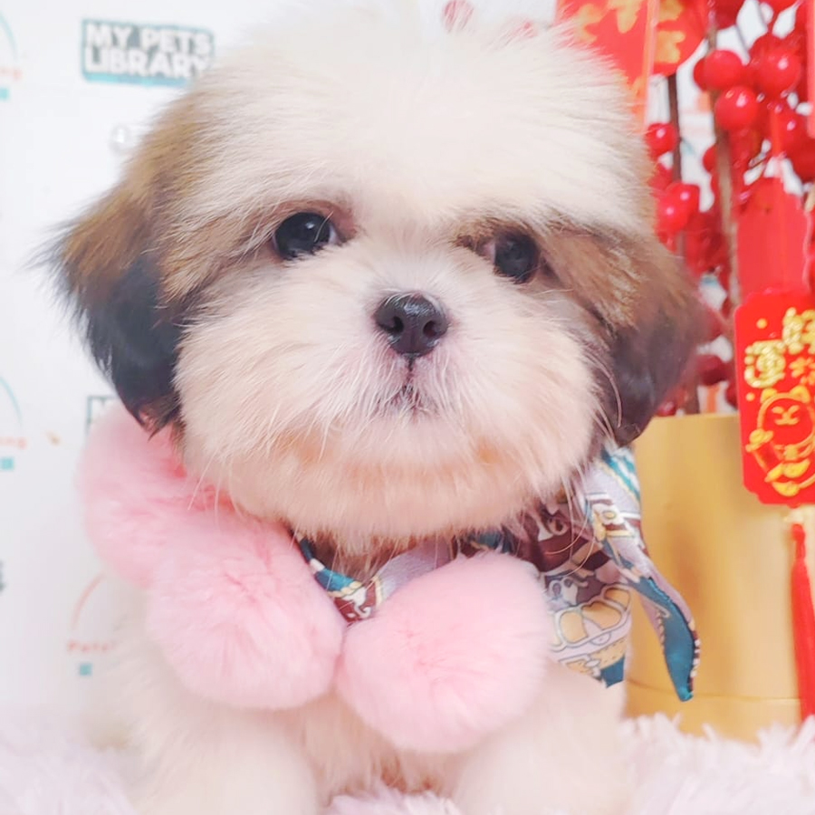 Shih Tzu Puppy (Female) For Sale