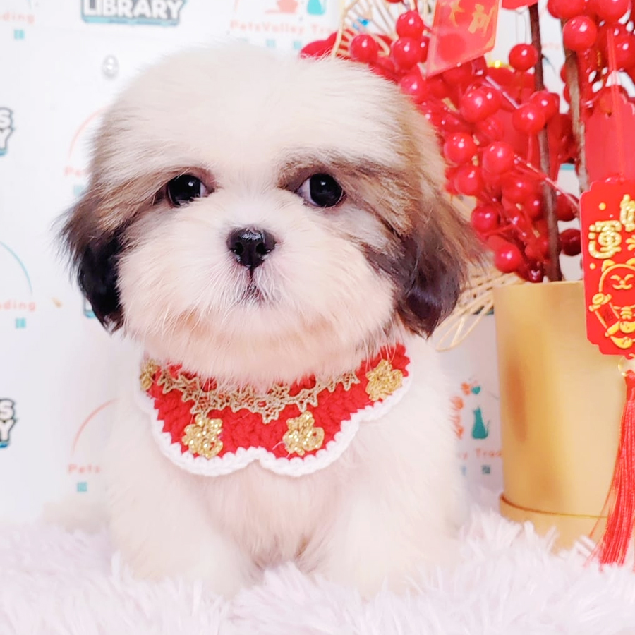 Shih Tzu Puppy (Female) For Sale