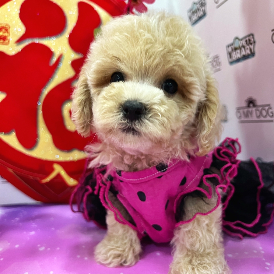 Toy Poodle Puppy (Female) For Sale