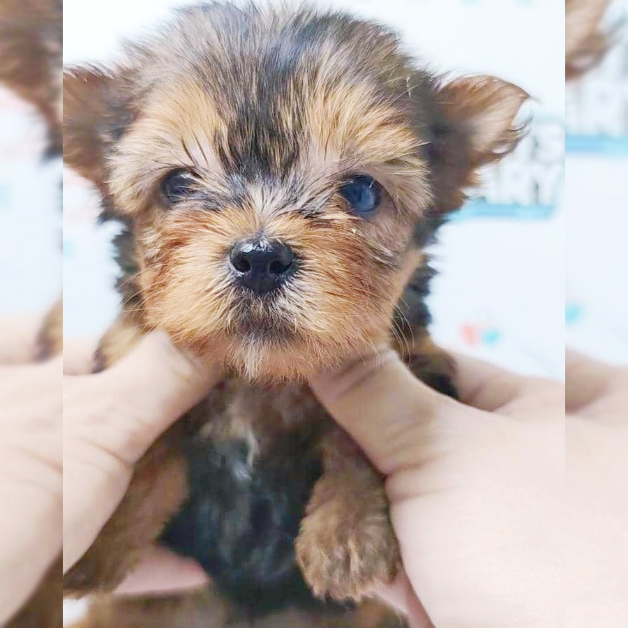 Yorkshire Terrier Puppy (Male) For Sale