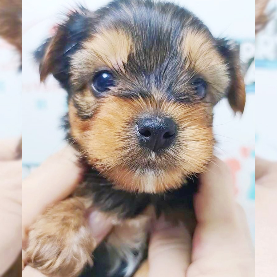 Yorkshire Terrier Puppy (Male) For Sale