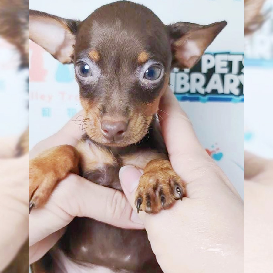 Pinscher Puppy (Female) For Sale