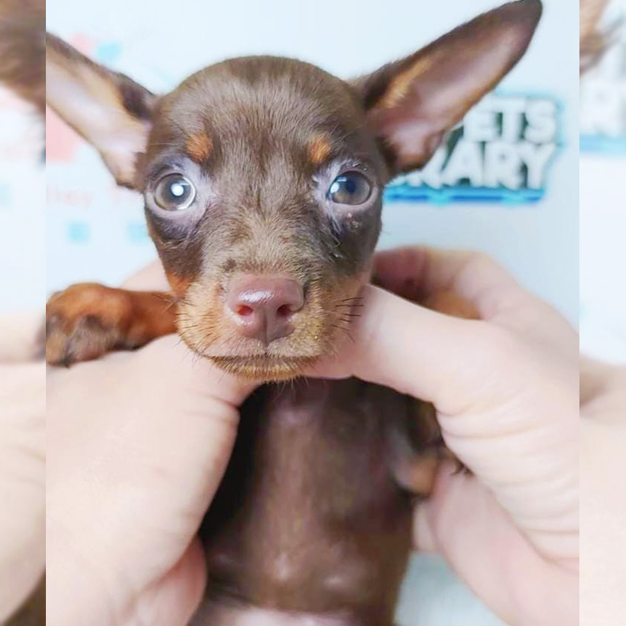 Pinscher Puppy (Female) For Sale