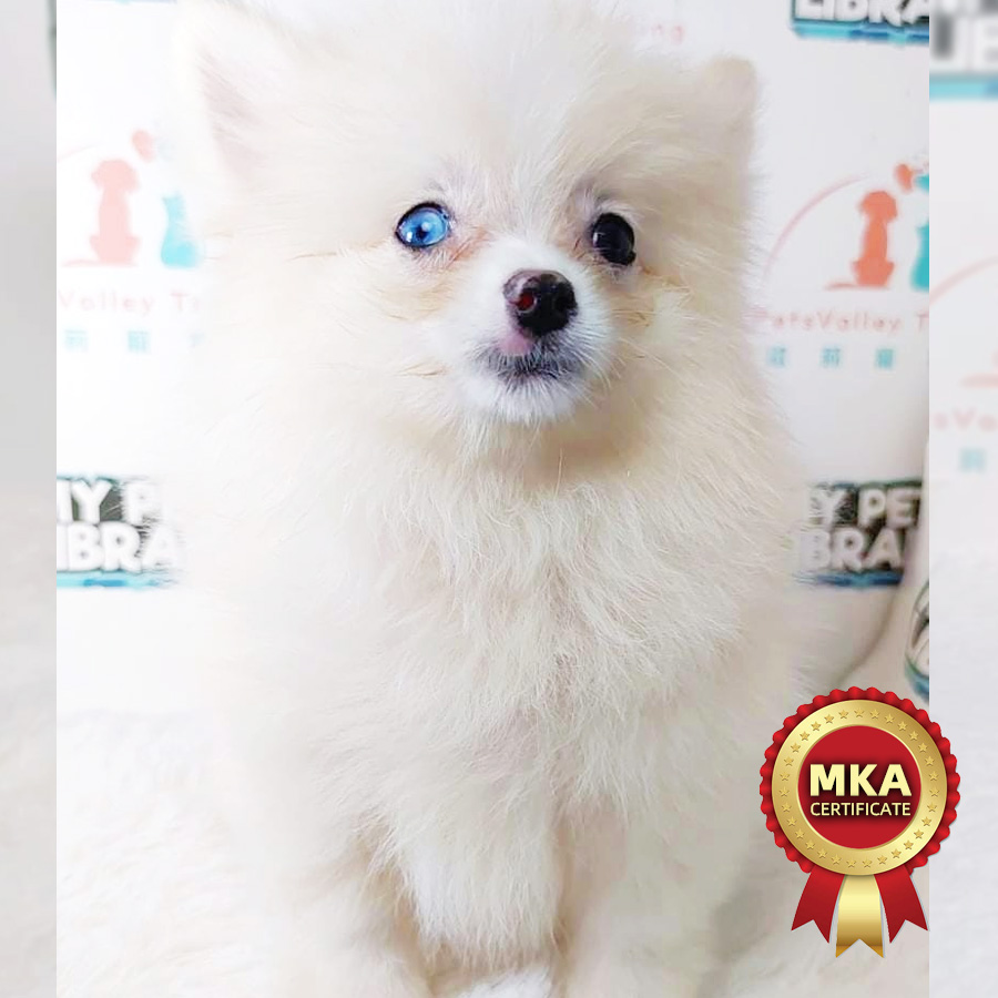 MKA Pomeranian Puppy (Male) For Sale