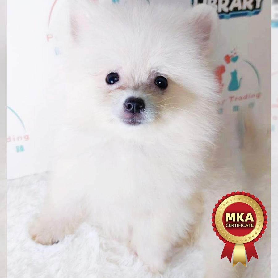 MKA Pomeranian Puppy (Male) For Sale