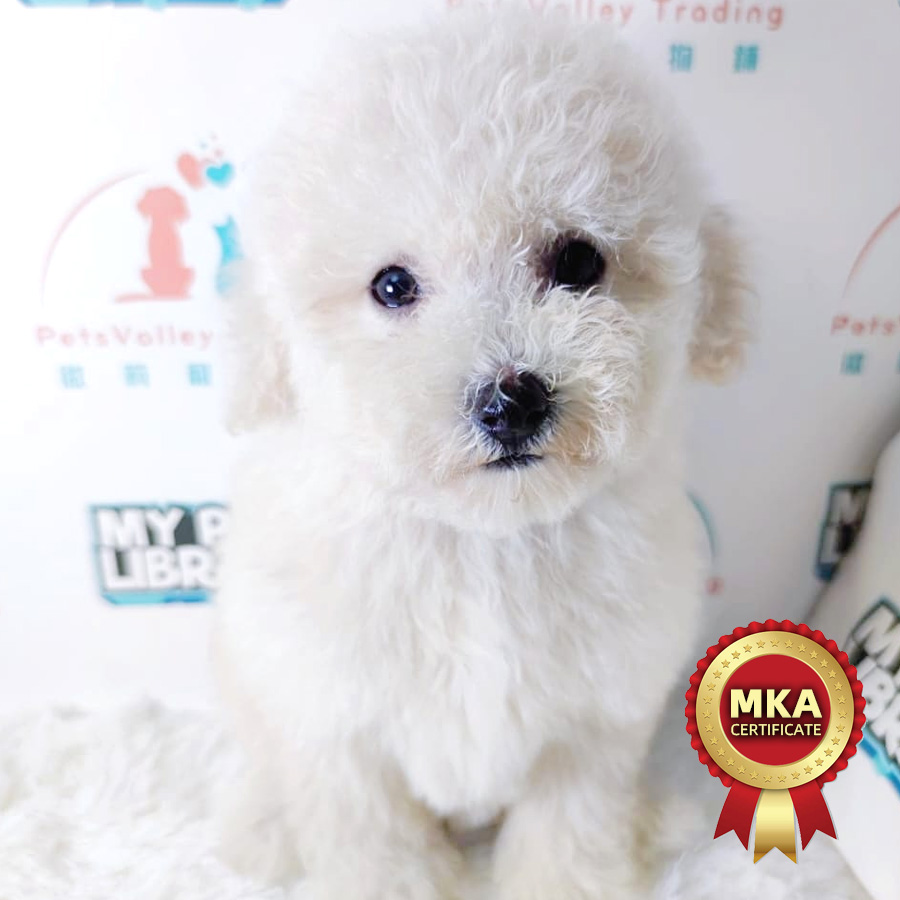 MKA Toy Poodle Puppy (Female) For Sale