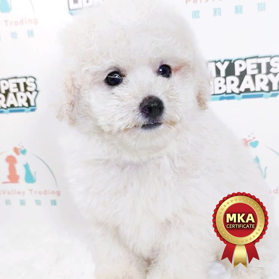 MKA Toy Poodle Puppy (Male) For Sale