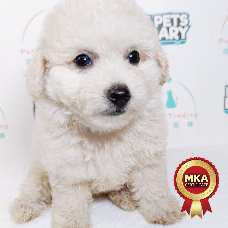 MKA Toy Poodle Puppy (Female) For Sale