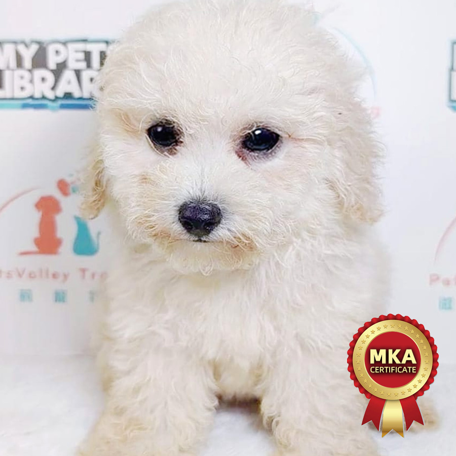 MKA Toy Poodle Puppy (Male) For Sale