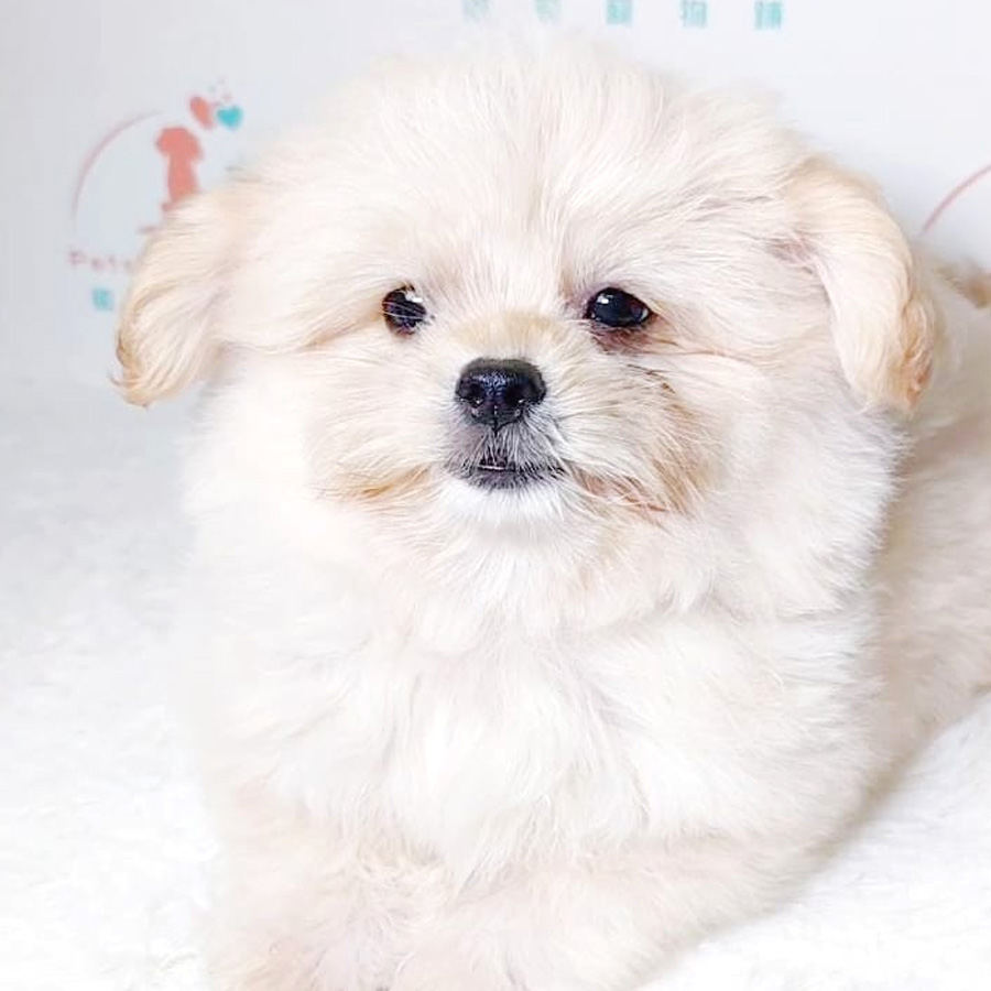 Maltipoo Puppy (Female) For Sale