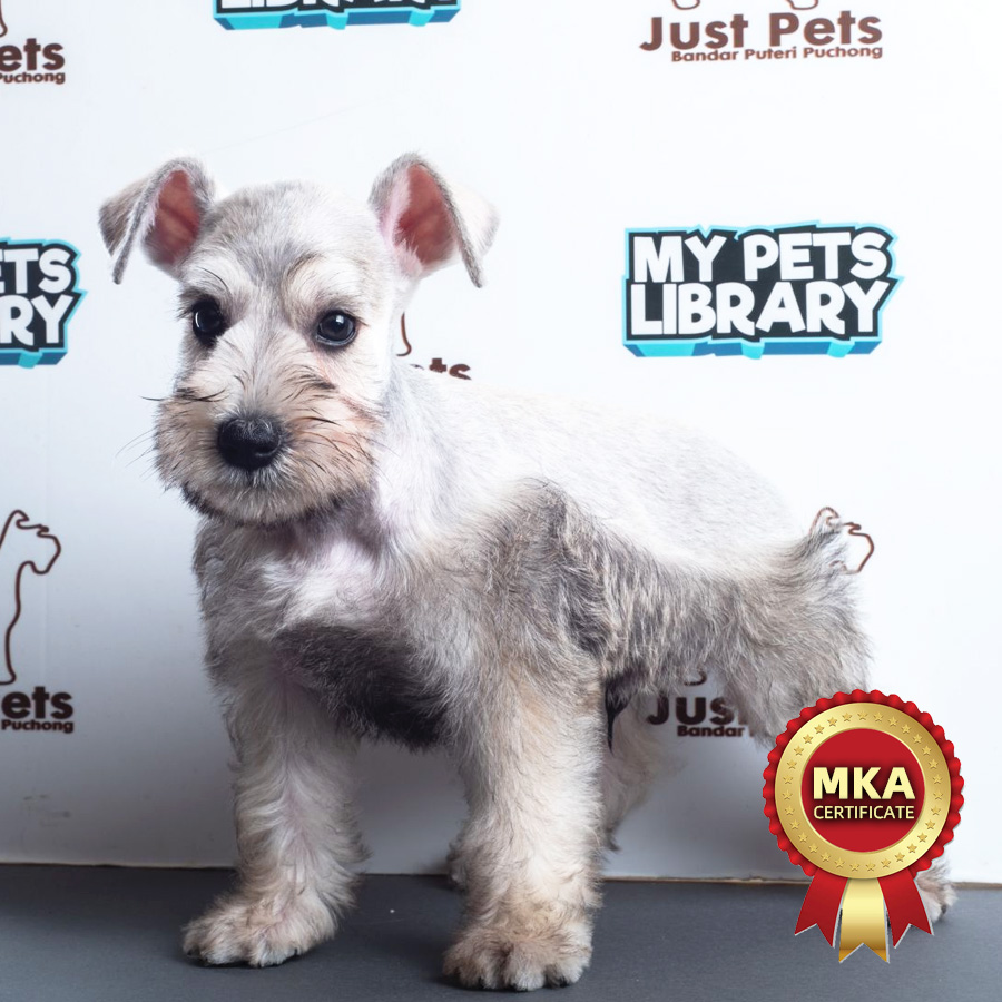 MKA Miniature Schnauzer Puppy (Male) For Sale