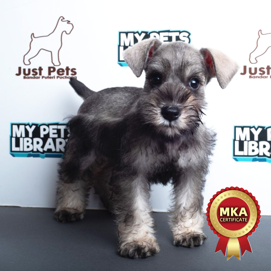 MKA Miniature Schnauzer Puppy (Male) For Sale
