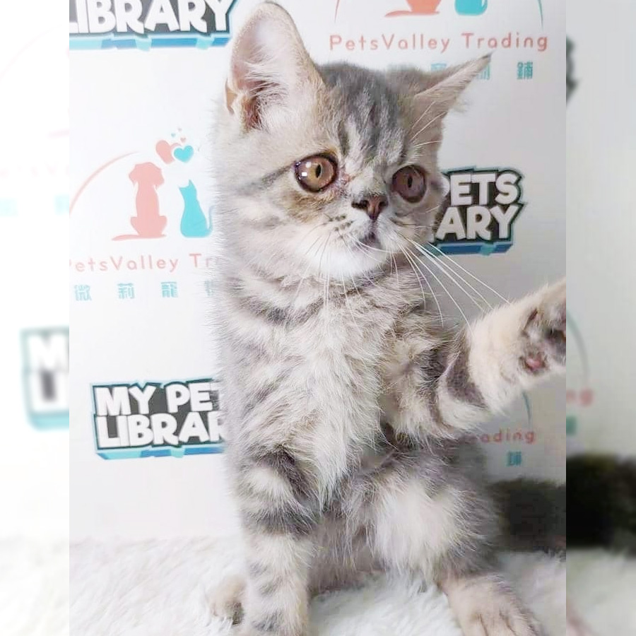 British Shorthair Kitten (Male) For Sale