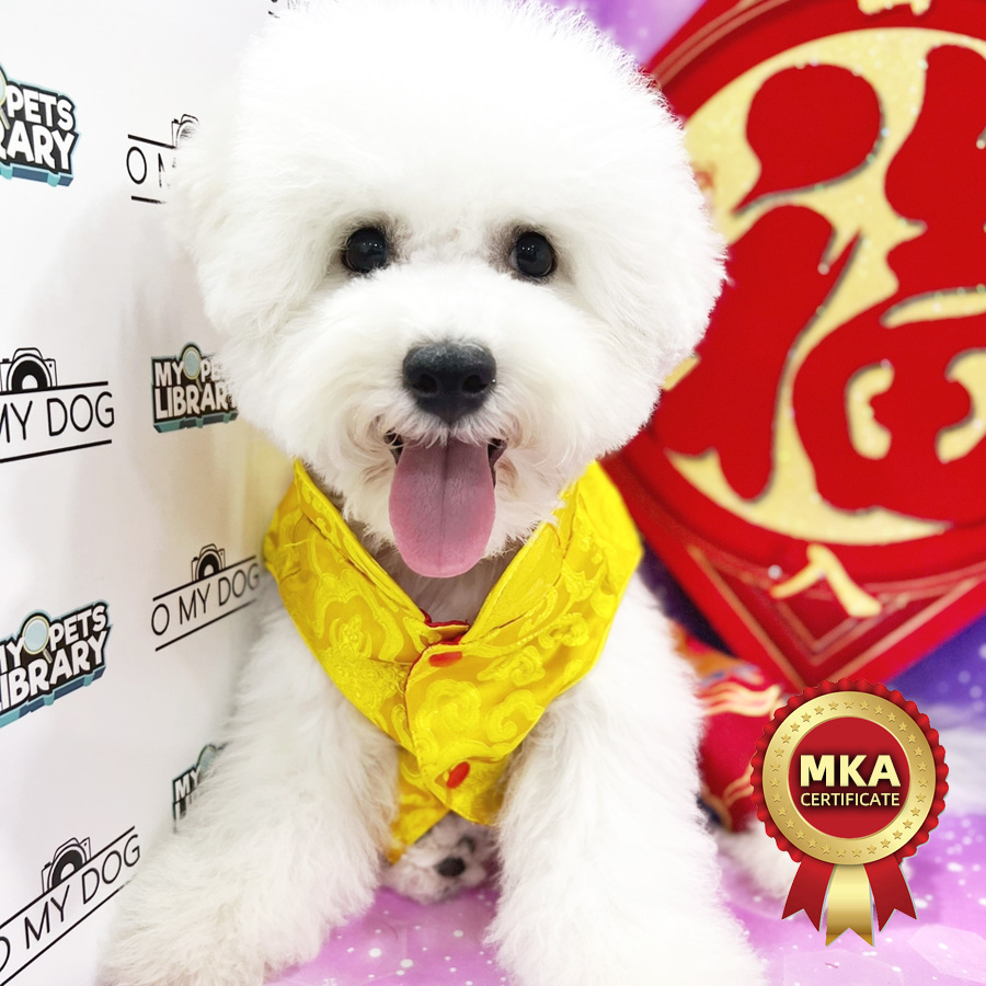 MKA Bichon Frise Puppy (Male) For Sale