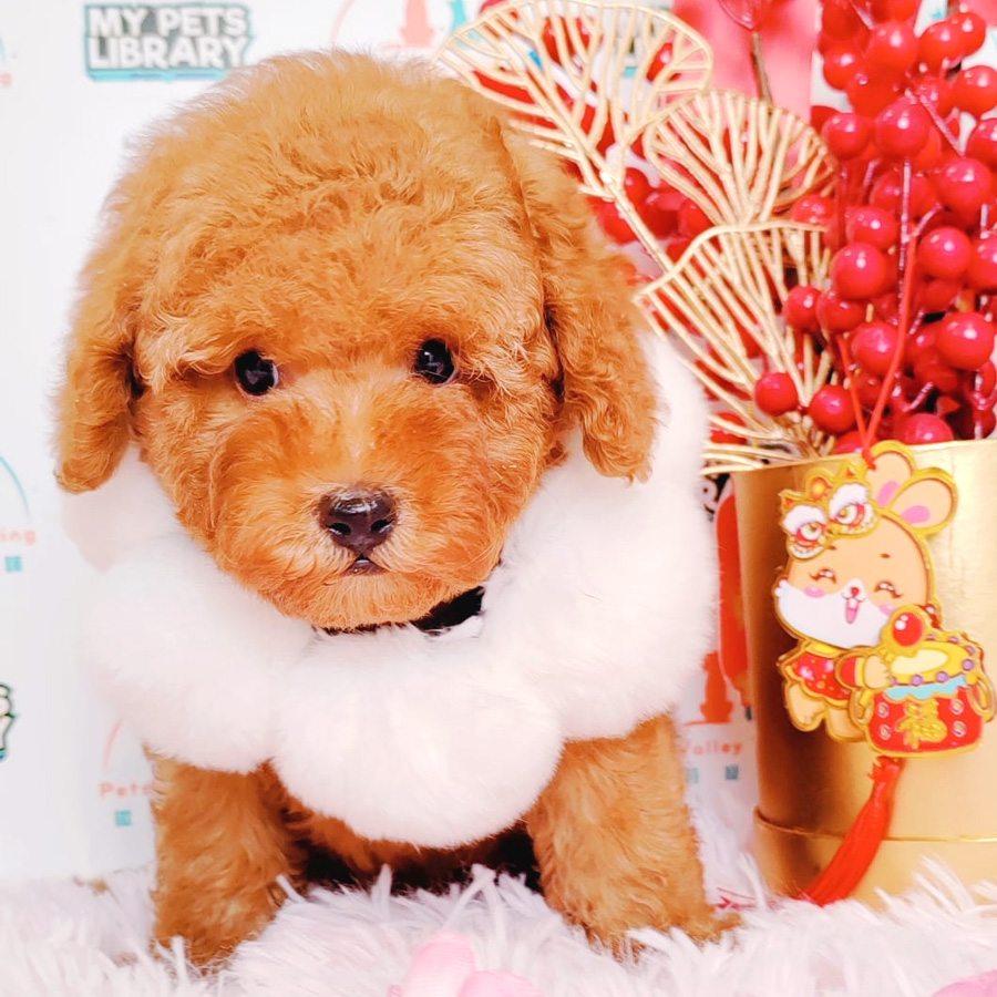Toy Poodle Puppy (Male) For Sale