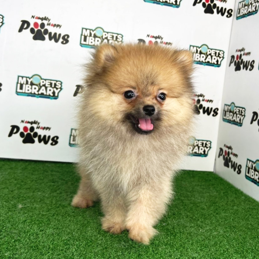 Pomeranian Puppy (Male) For Sale