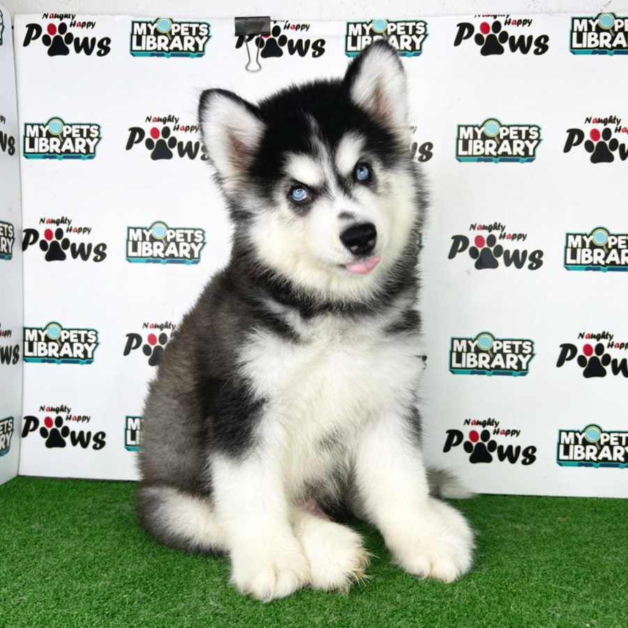 Wooly Husky Puppy (Male) For Sale