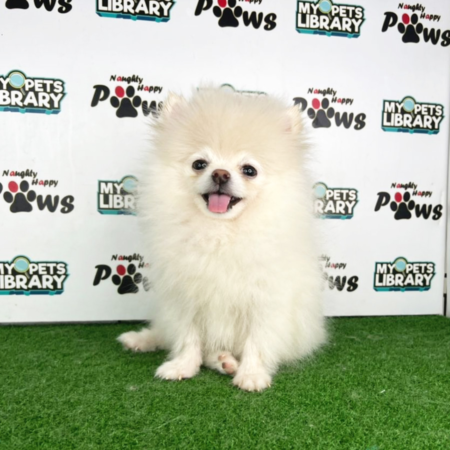 Pomeranian Puppy (Male) For Sale