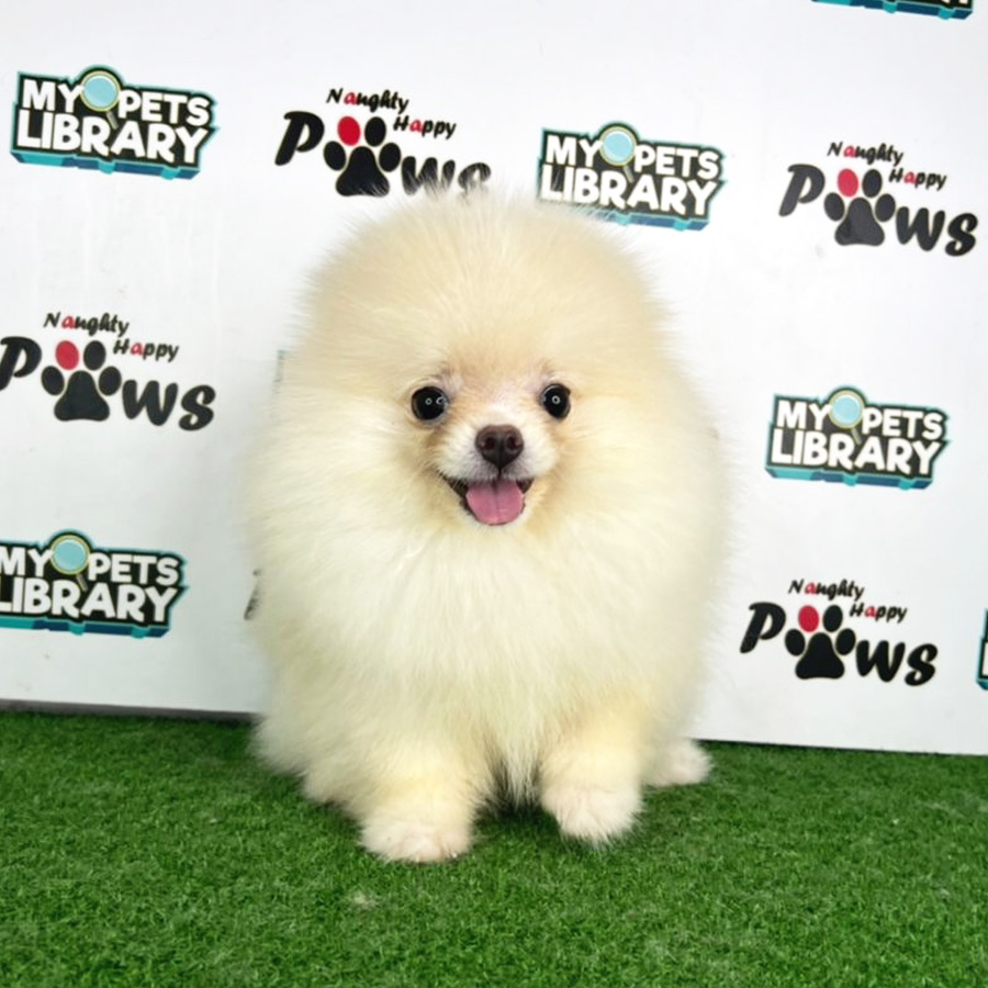 Pomeranian Puppy (Female) For Sale