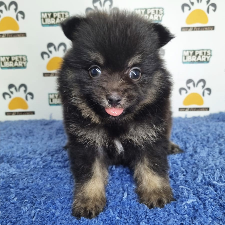 Pomeranian Puppy (Male) For Sale